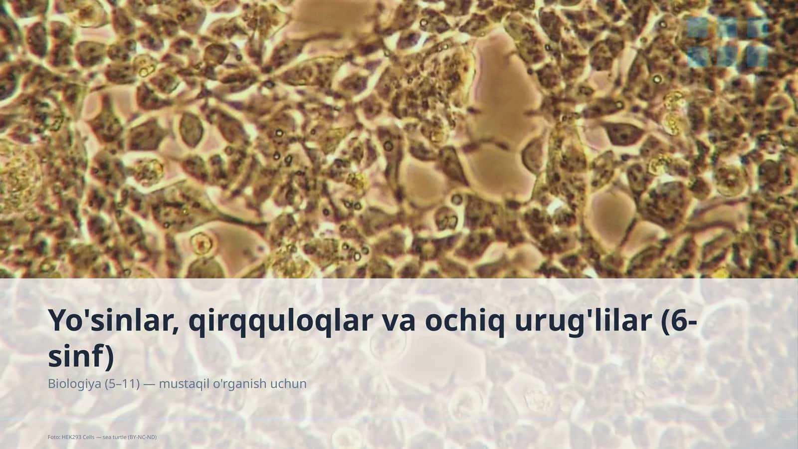 Yo'sinlar, qirqquloqlar va ochiq urug'lilar (6-sinf) 1