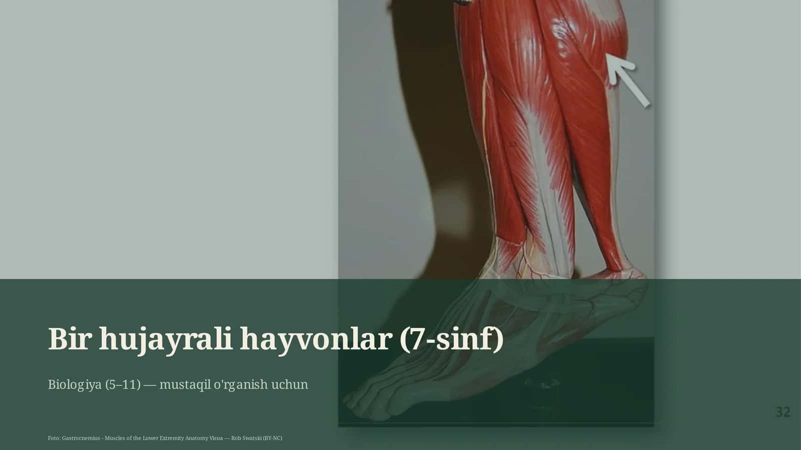 Bir hujayrali hayvonlar (7-sinf) 1