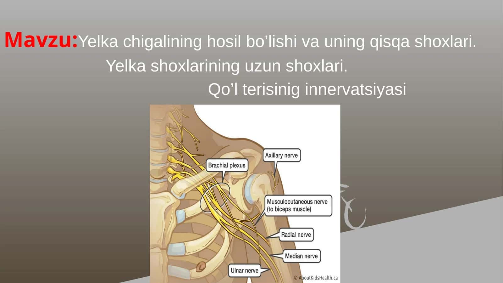 Yelka chigalining hosil bo’lishi va uning qisqa shoxlari 1