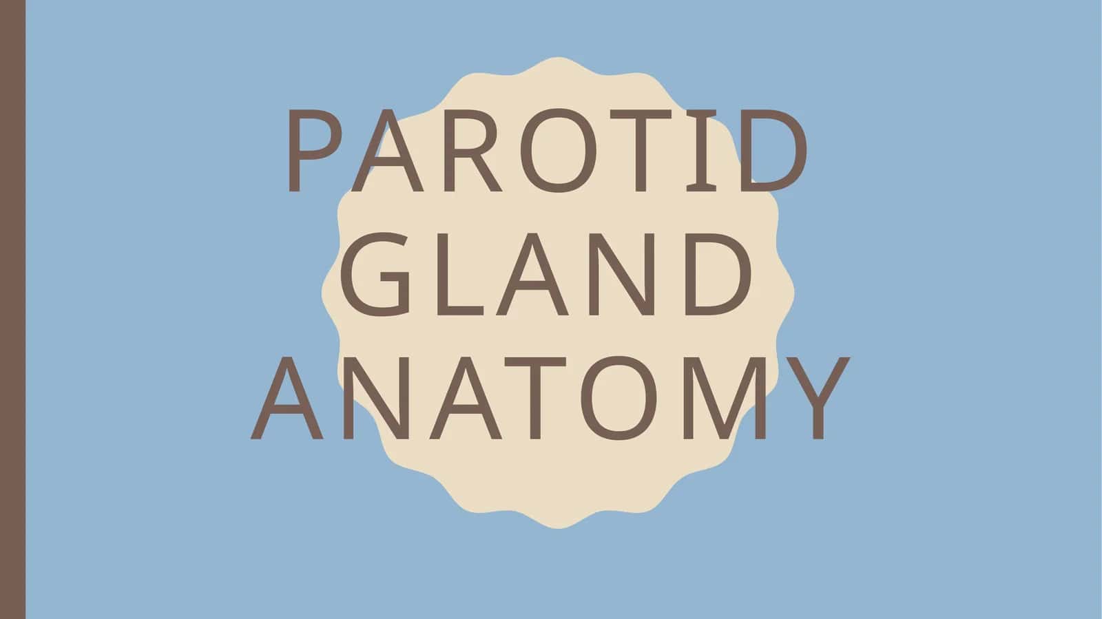 Parotid gland anatomy 1