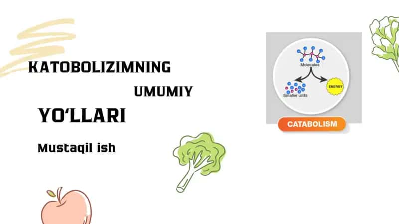 katabolizm 1