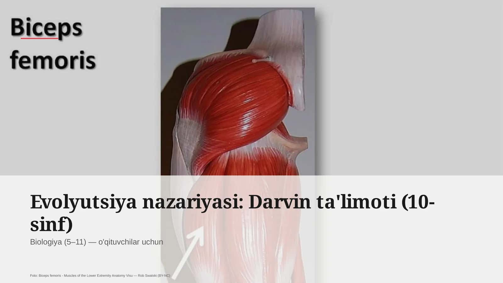Evolyutsiya nazariyasi: Darvin ta'limoti (10-sinf) 1