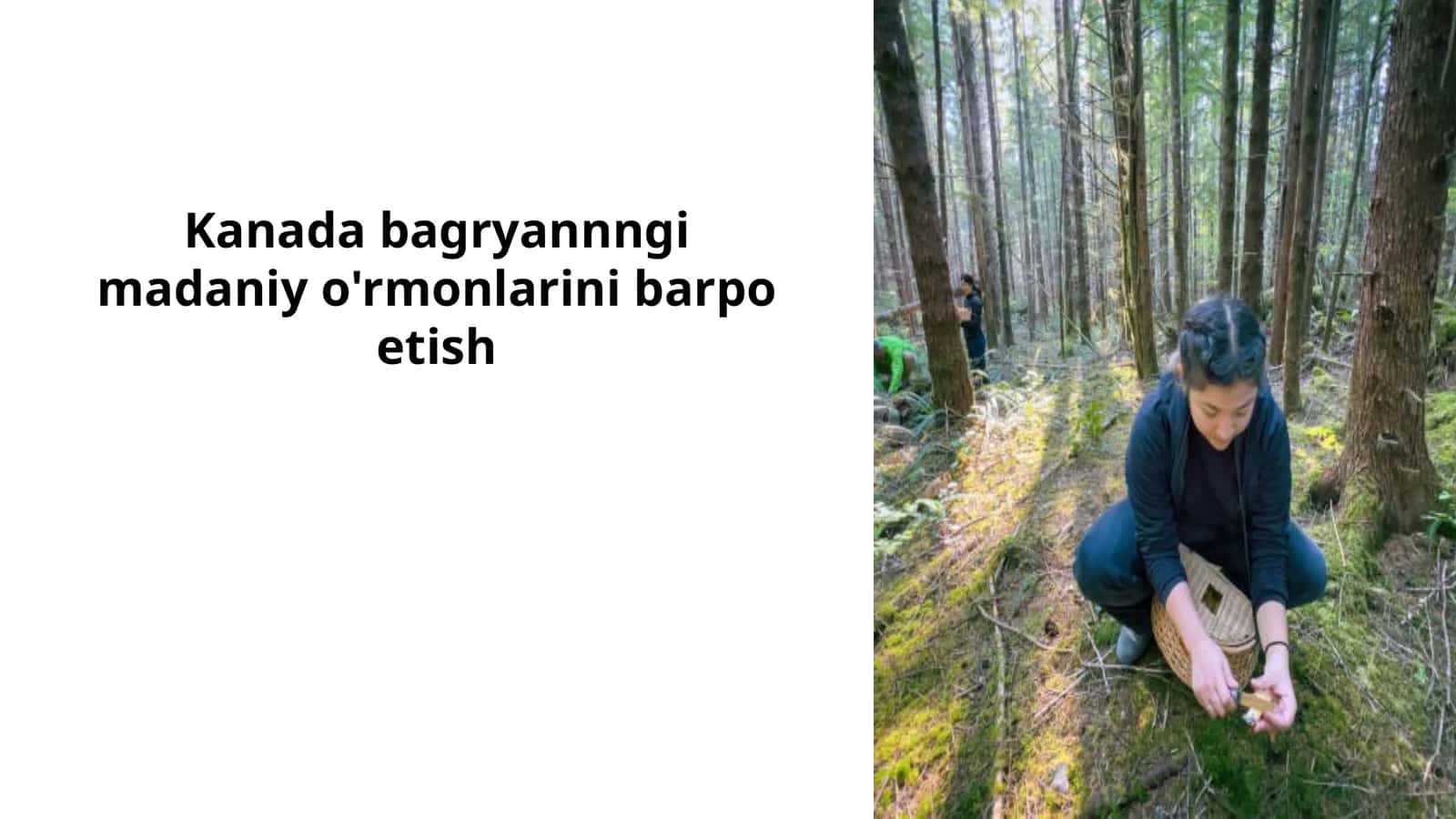 Kanada madaniy o'rmonlarini barpo etish uchun o'simliklar tanlash muhimdir 1