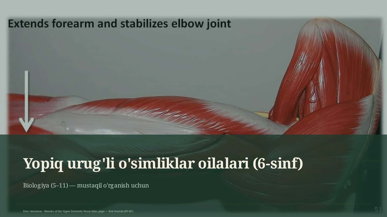Yopiq urug'li o'simliklar oilalari (6-sinf) 1