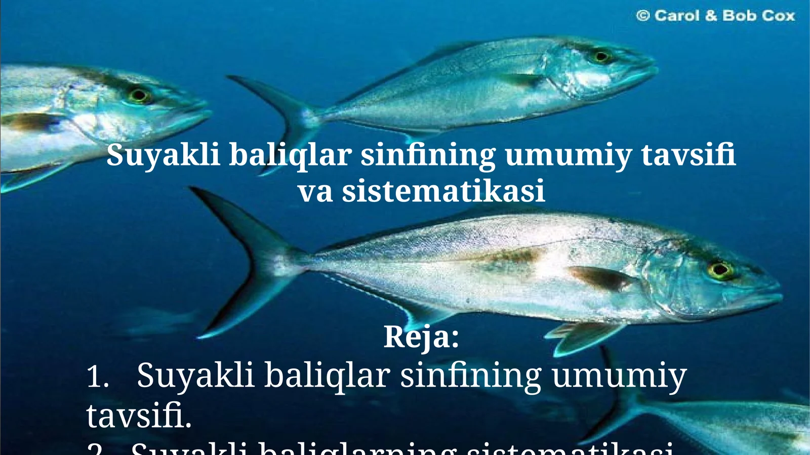 Suyaklibaliqlar sinfining umumiy tavsifi va sistemikasi 1