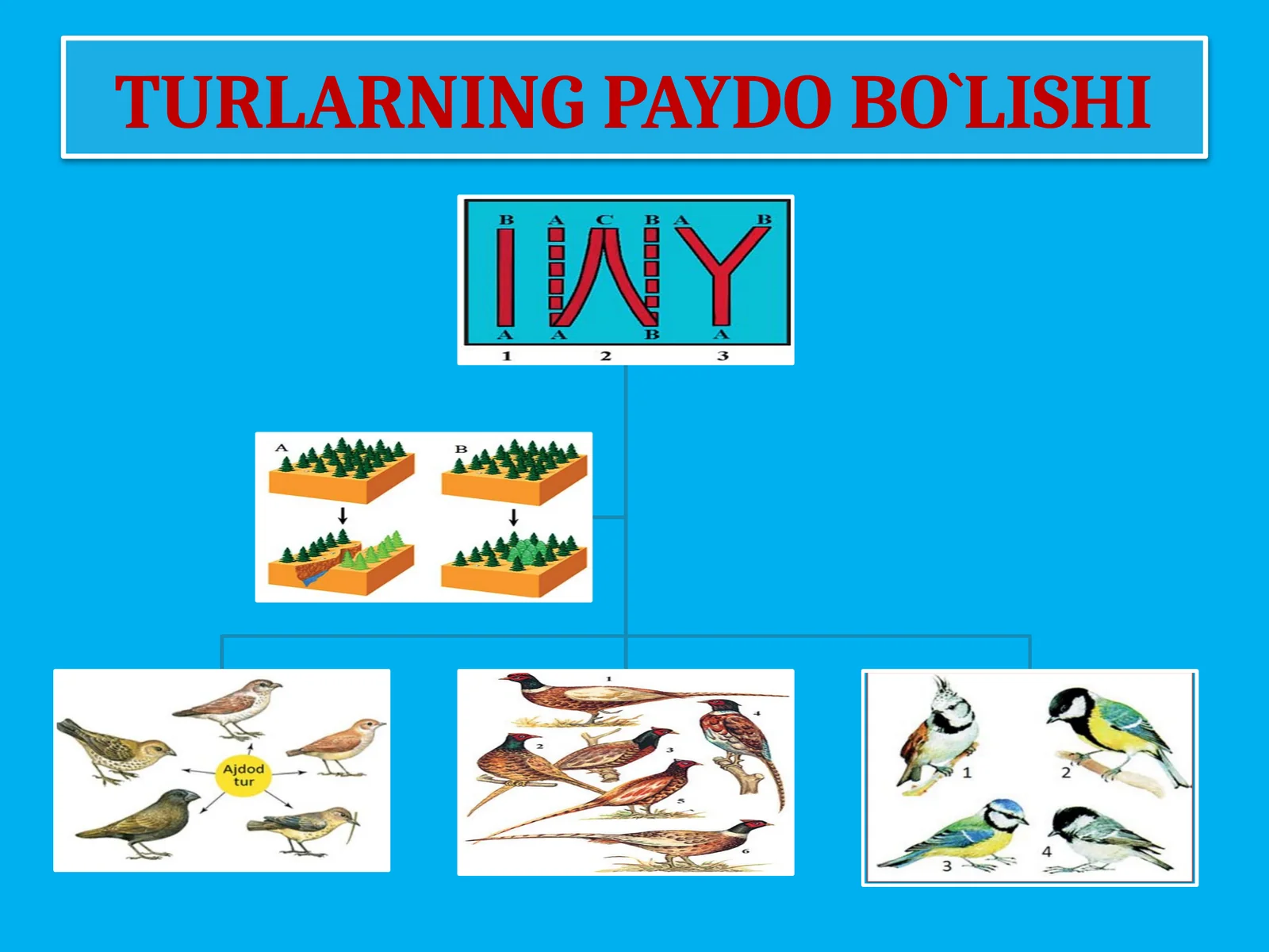 TURLARNING PAYDO BO‘LISHI 1