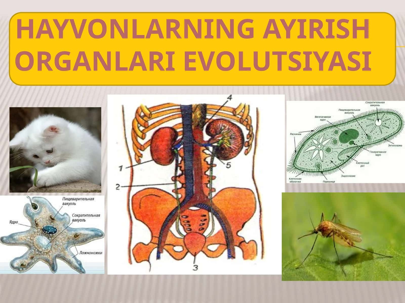 HAYVONLARNINGAYIRISHORGANLARI EVOLUTSIYASI 1