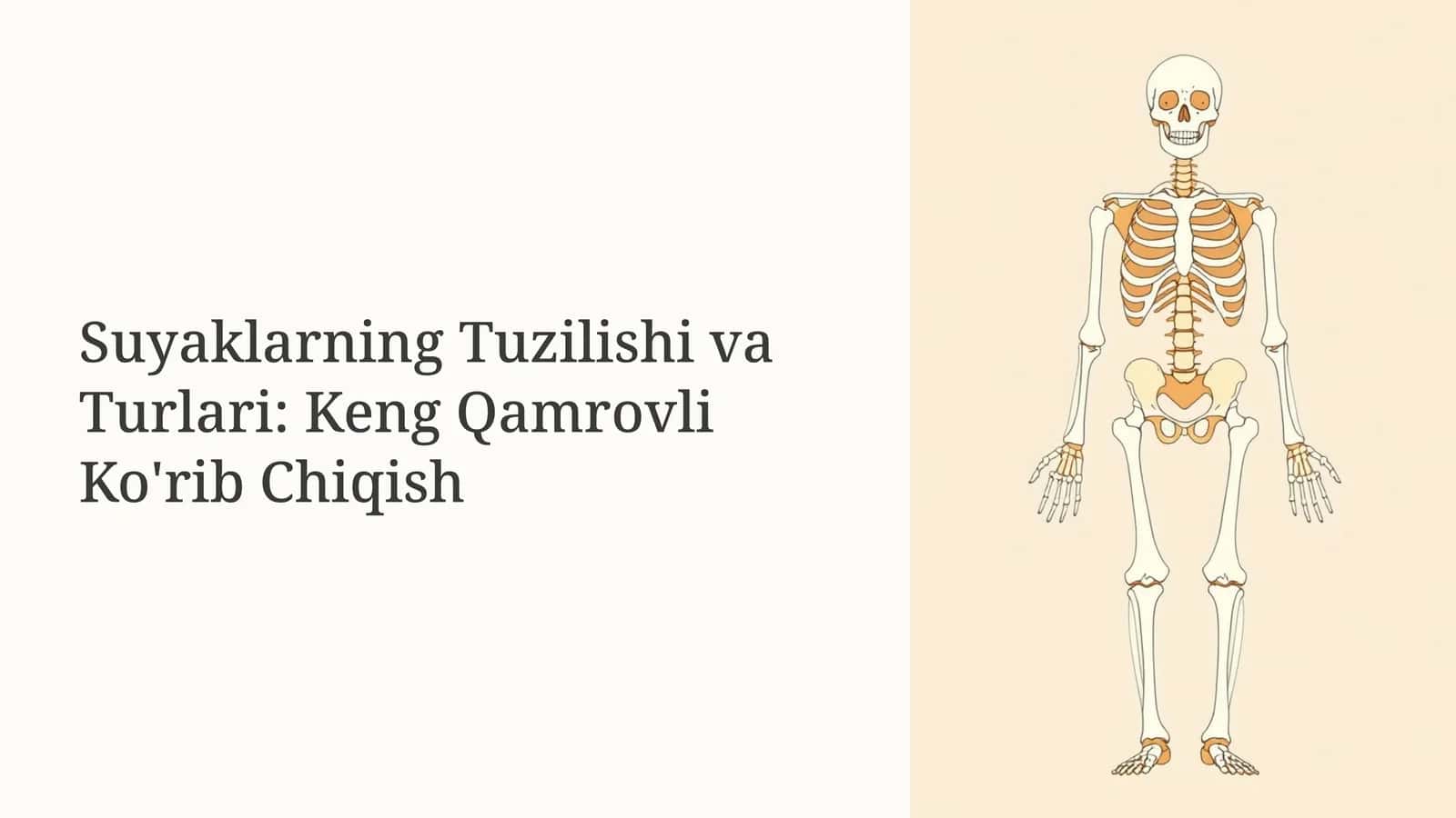 Suyaklarning Tuzilishi va Turlari: Keng Qamrovli Ko'rib Chiqish 1