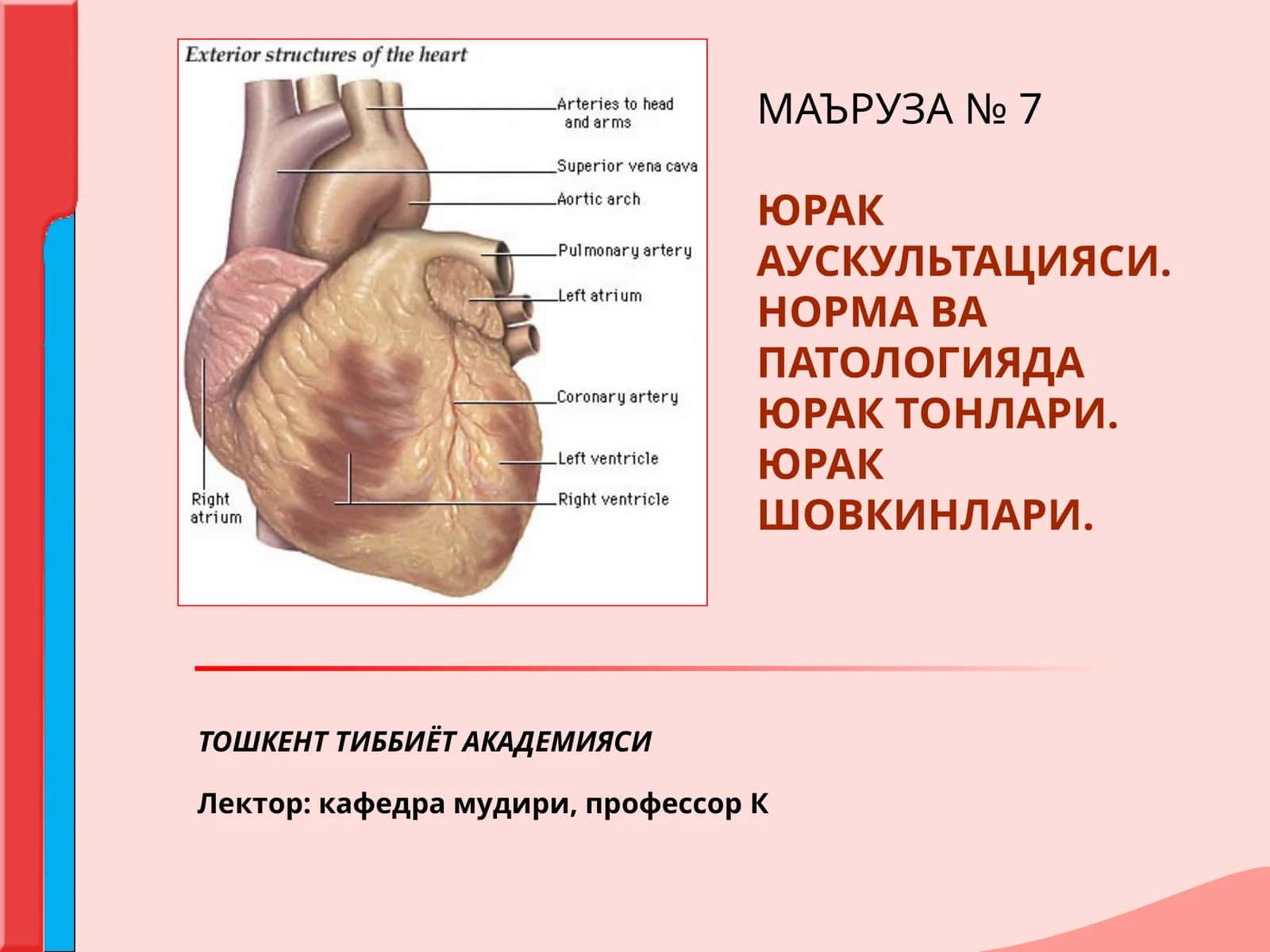 МАЪРУЗА №7 ЮРАК АУСКУЛЬТАЦИЯСИ. НОРМА ВА ПАТОЛОГИЯДА ЮРАК ТОНЛАРИ. ЮРАК ШОВКИНЛАРИ 1