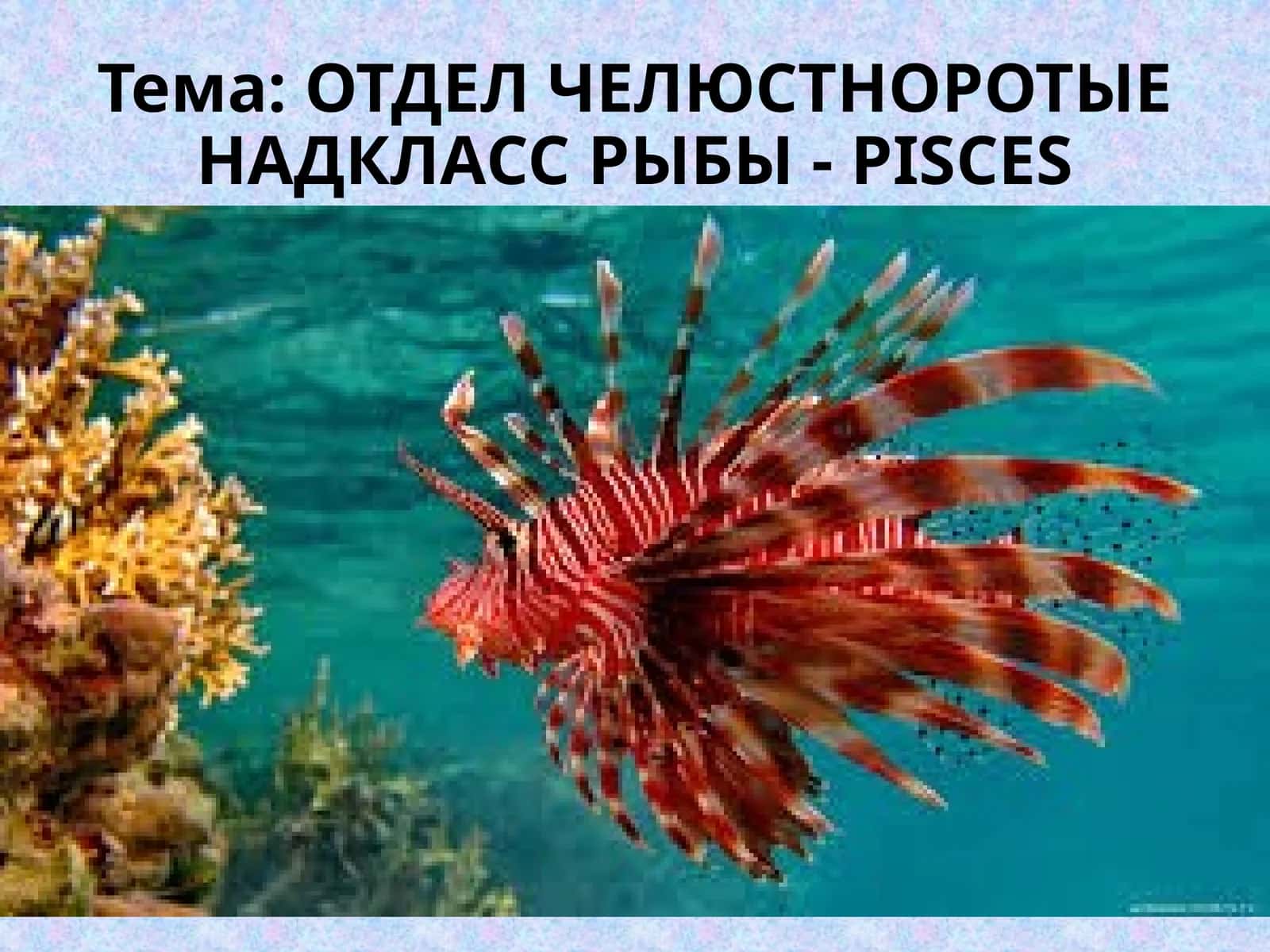 Рыбы - PISCES 1