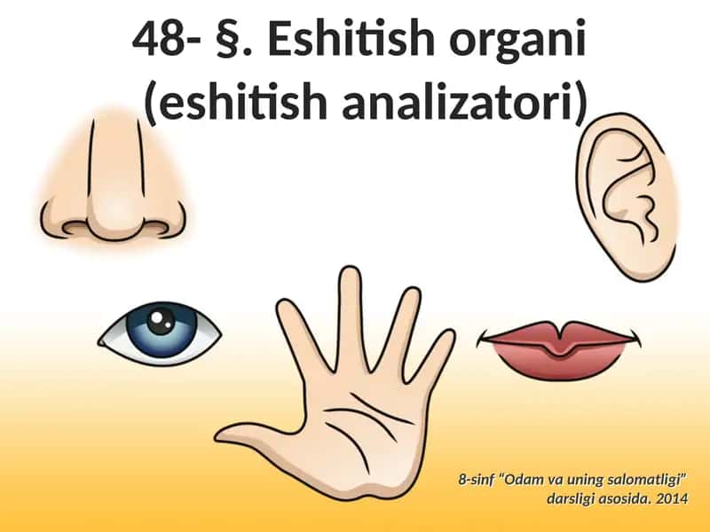 48- §.Eshitishorgani(eshitishanalizatori) 1