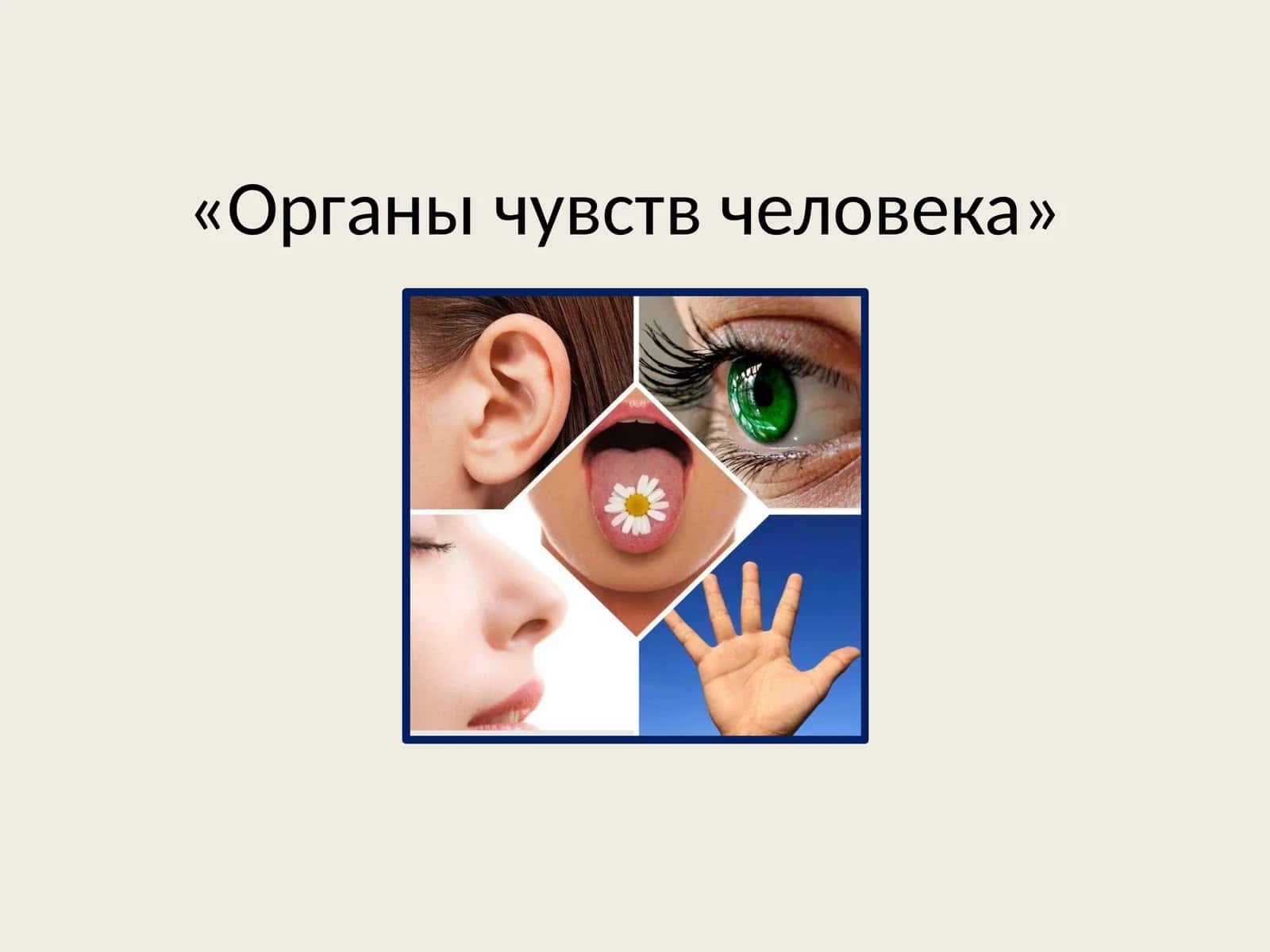 Органы чувств человека 1