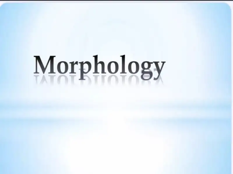 Morphology 1