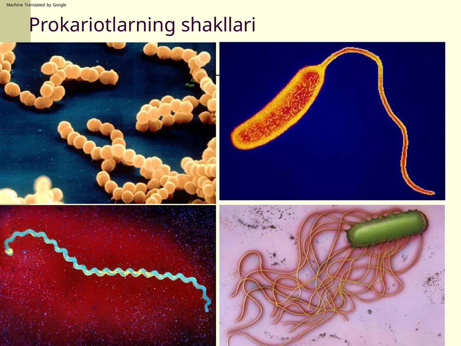 Prokariotlarning shakllari 1