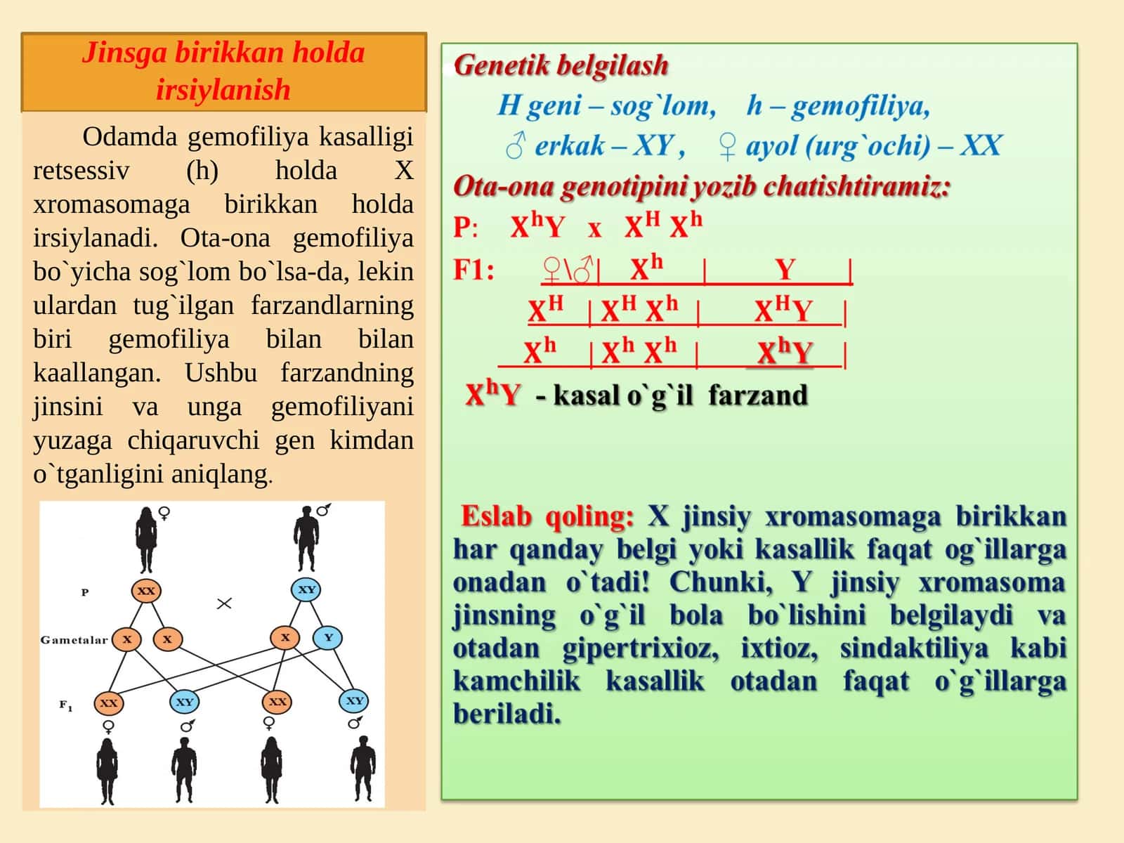 Jinsga birikkan holda irsiylanish 1