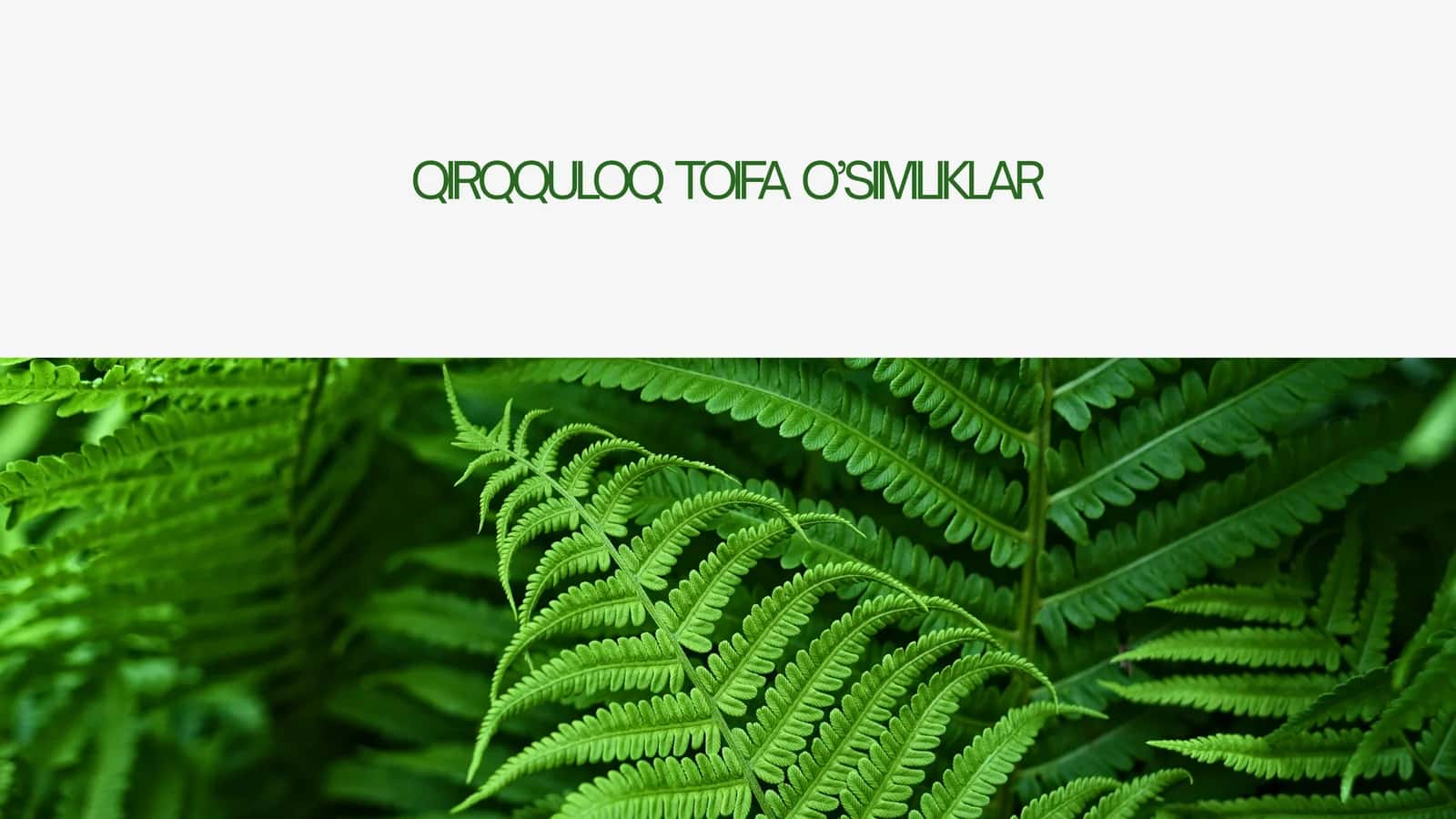 QIRQQULOQ TOIFA O’SIMLIKLAR 1