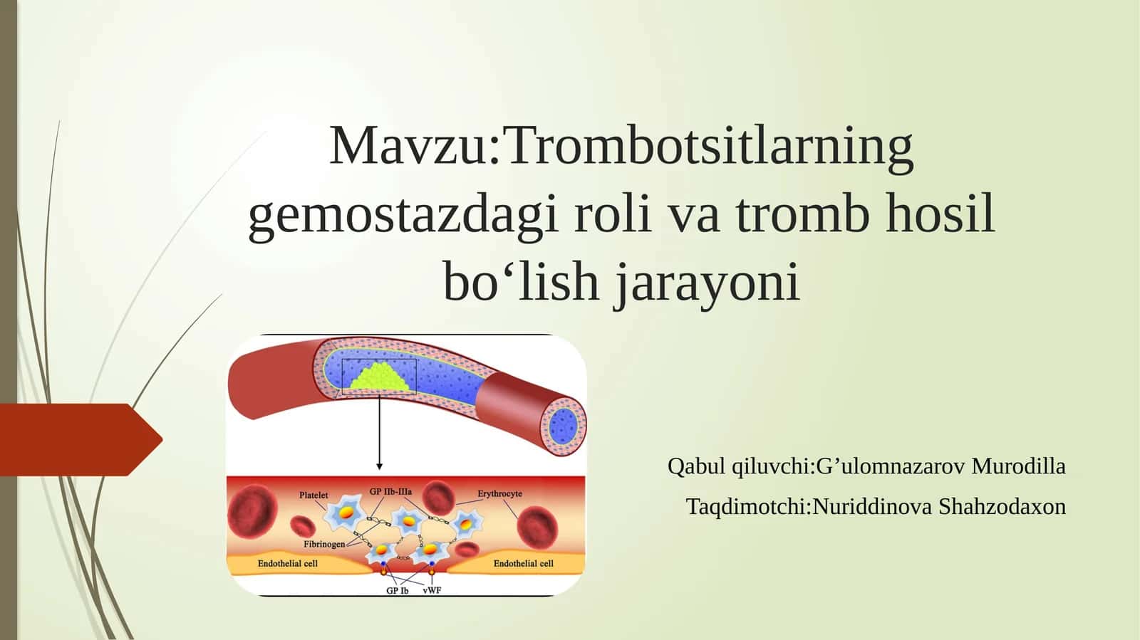 Trombotsitlarning gemostazdagi rolivatromb hosil bo‘lish jarayoni 1
