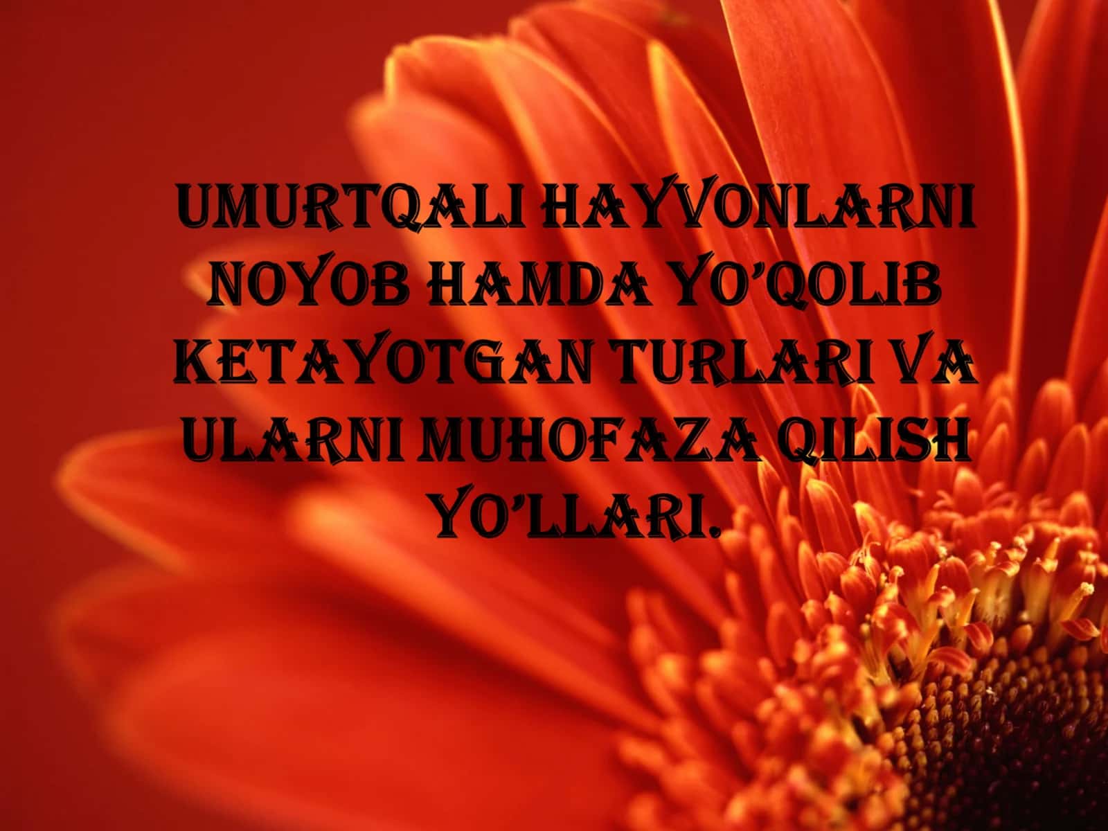 Qizil Kitob 1