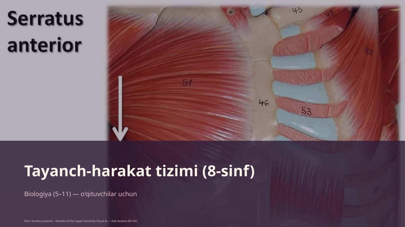 Tayanch-harakat tizimi (8-sinf) 1