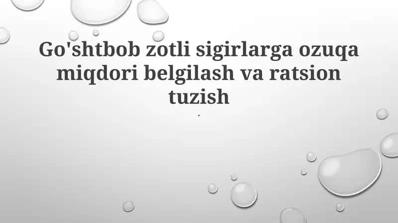 Go'shtbob zotli sigirlarga ozuqa miqdori belgilash va ratsion tuzish 1