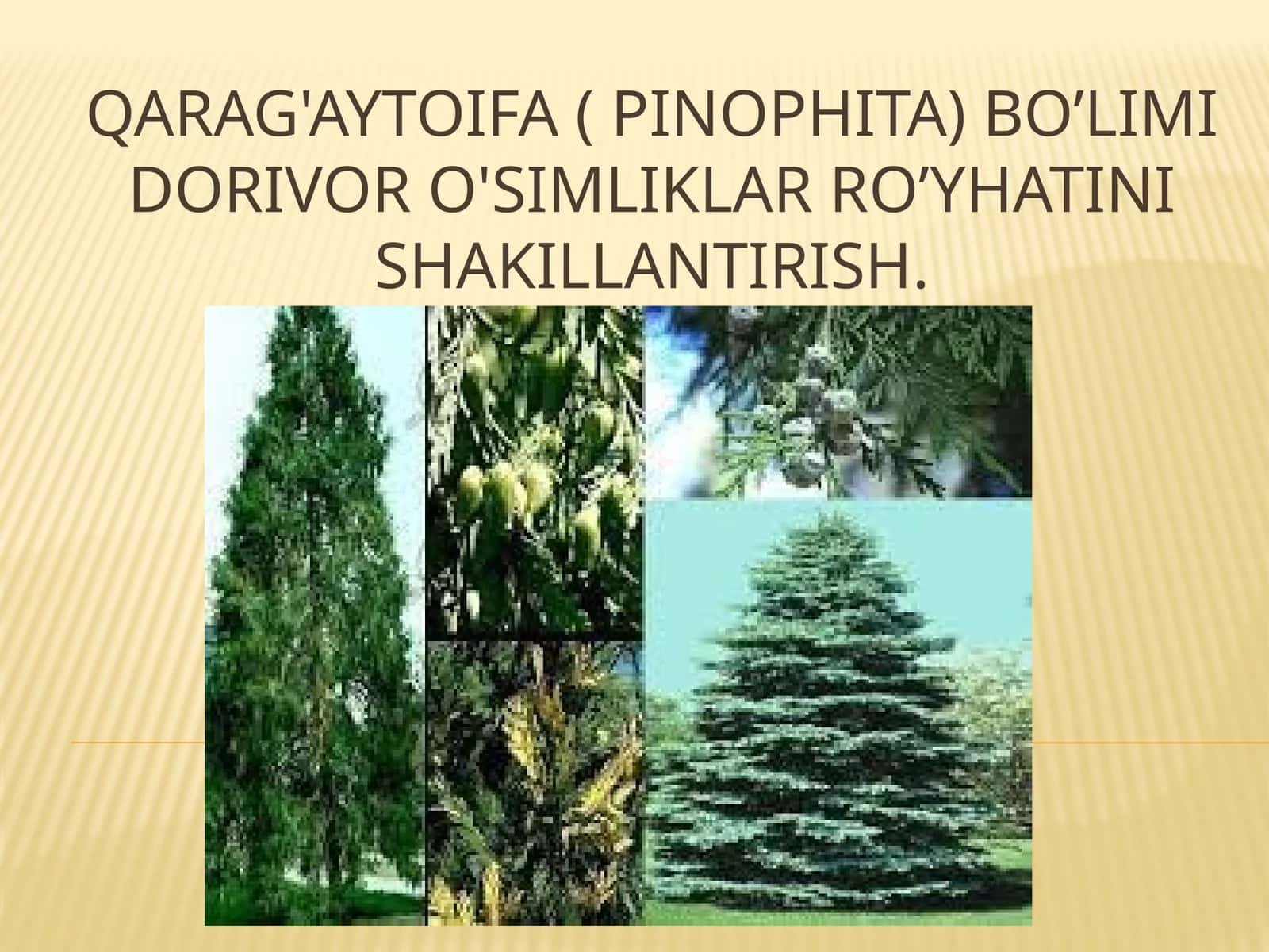 Qarag'ay toifa (Pinophita) 1