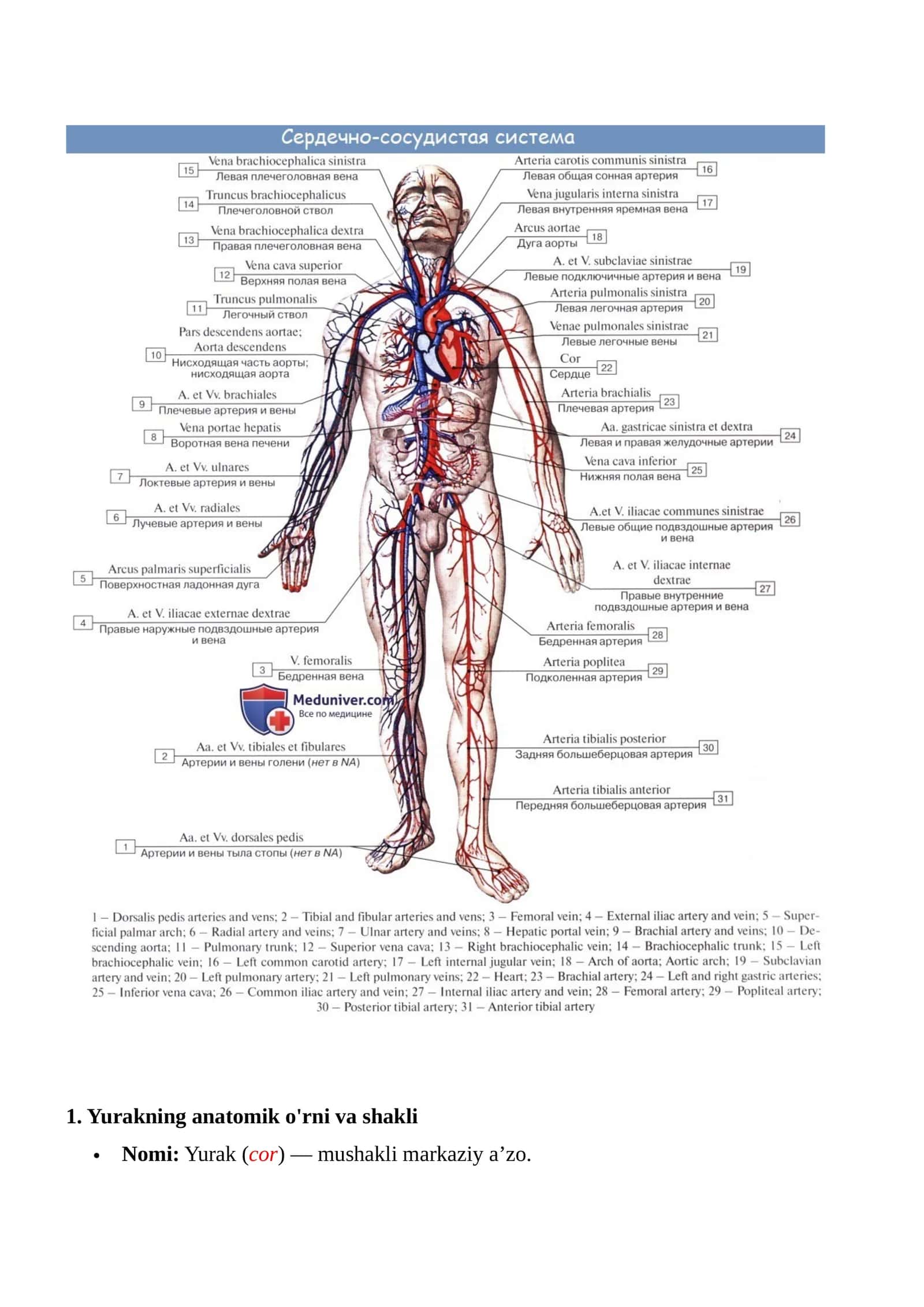 Yurakning anatomik o'rni va shakli 1