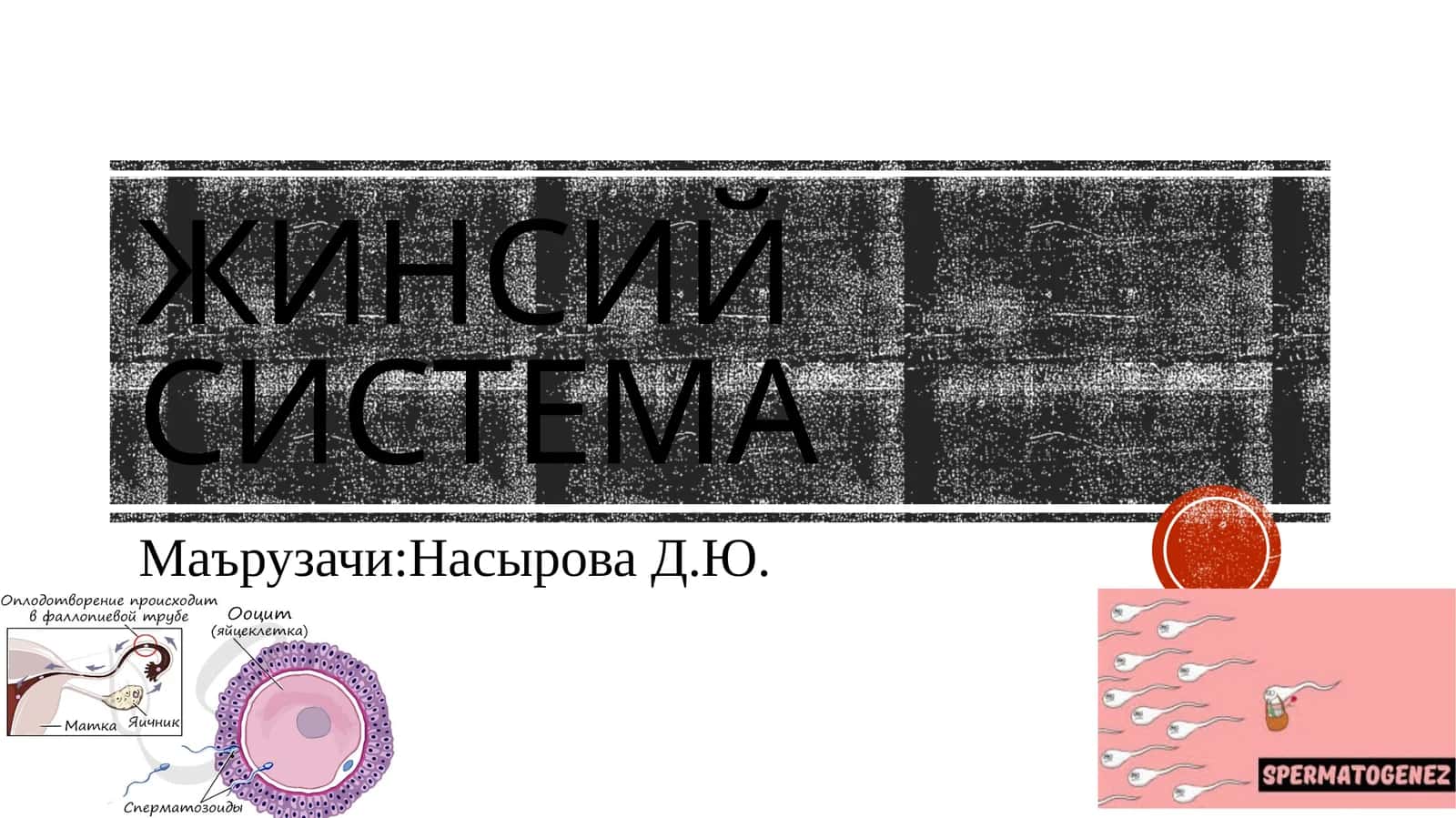 Жинсийсистема 1