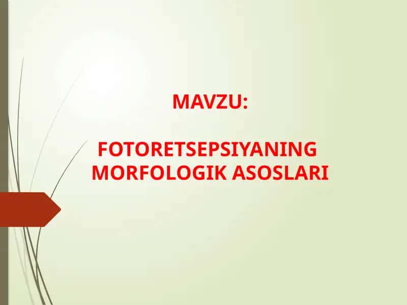 FOTORETSEPSIYANING MORFOLOGIK ASOSLARI 1