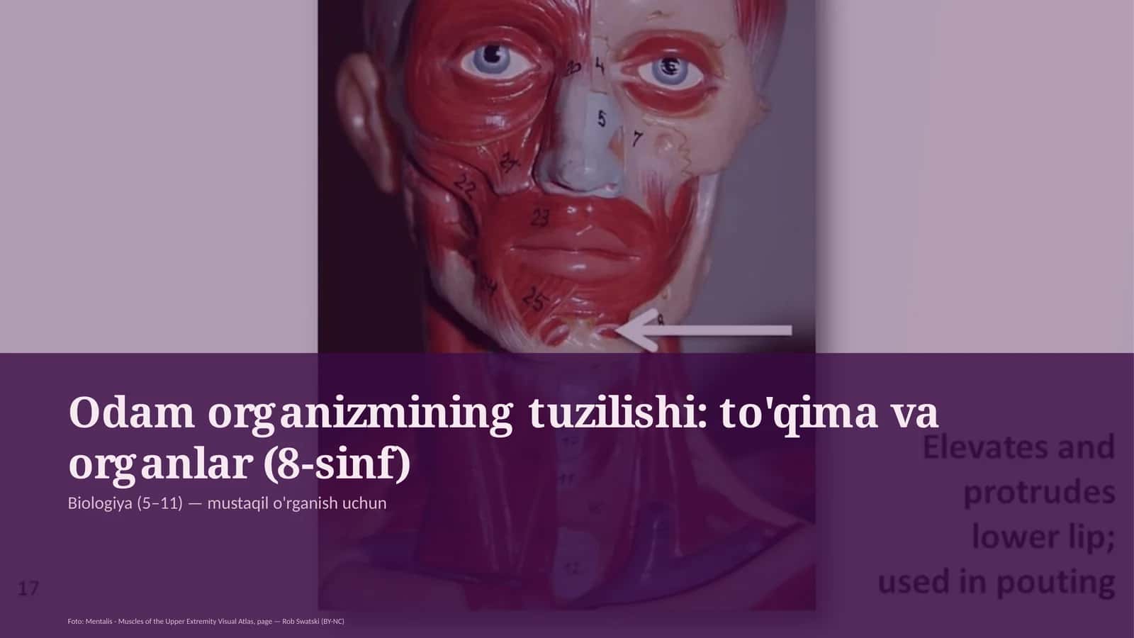 Odam organizmining tuzilishi: to'qima va organlar (8-sinf) 1
