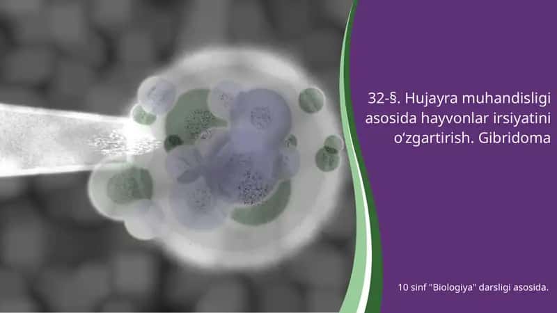 Hujayra muhandisligi asosida hayvonlar irsiyatini o‘zgartirish. Gibridoma 1