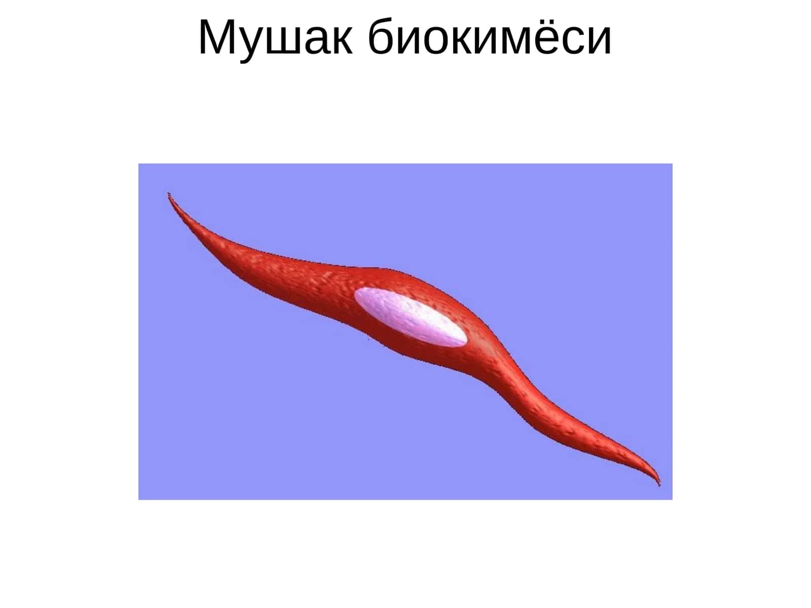 Мушак биокимёси 1