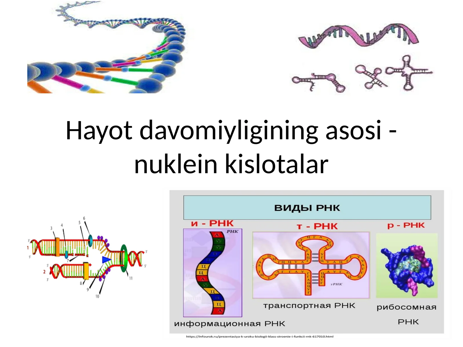Nuklein kislotalar 1