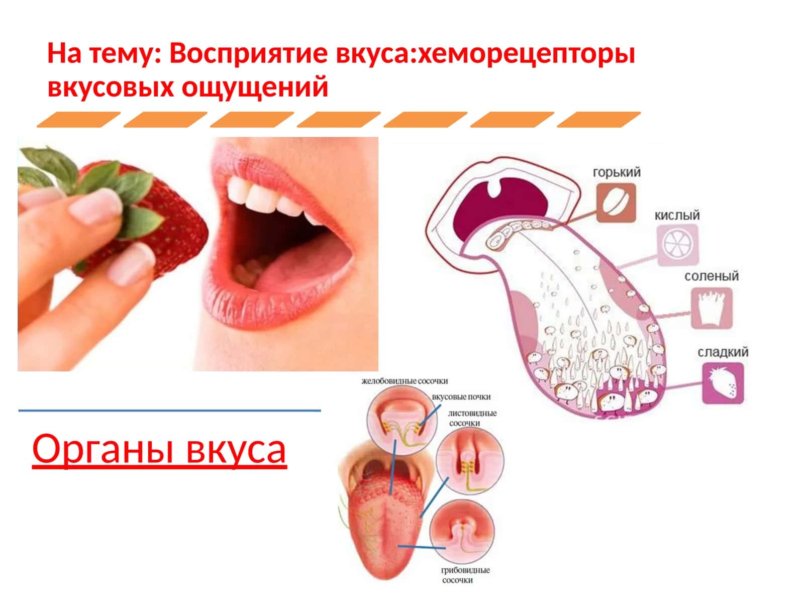 Восприятие вкусахеморецепторы вкусовых ощущений 1