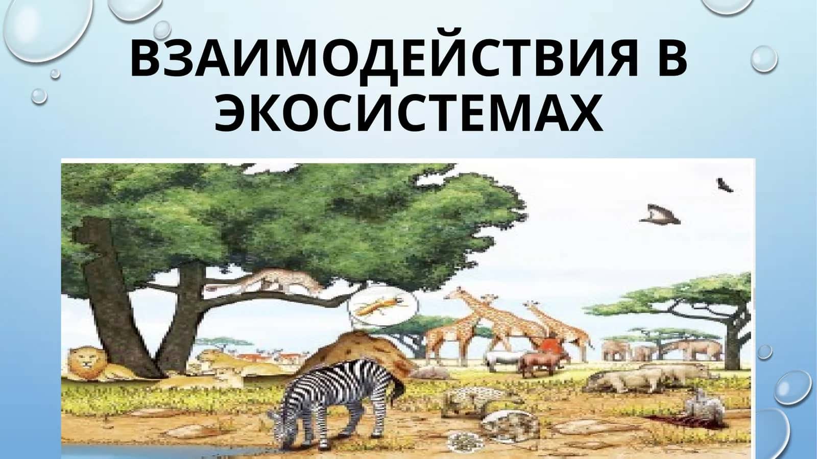 экосистема 1