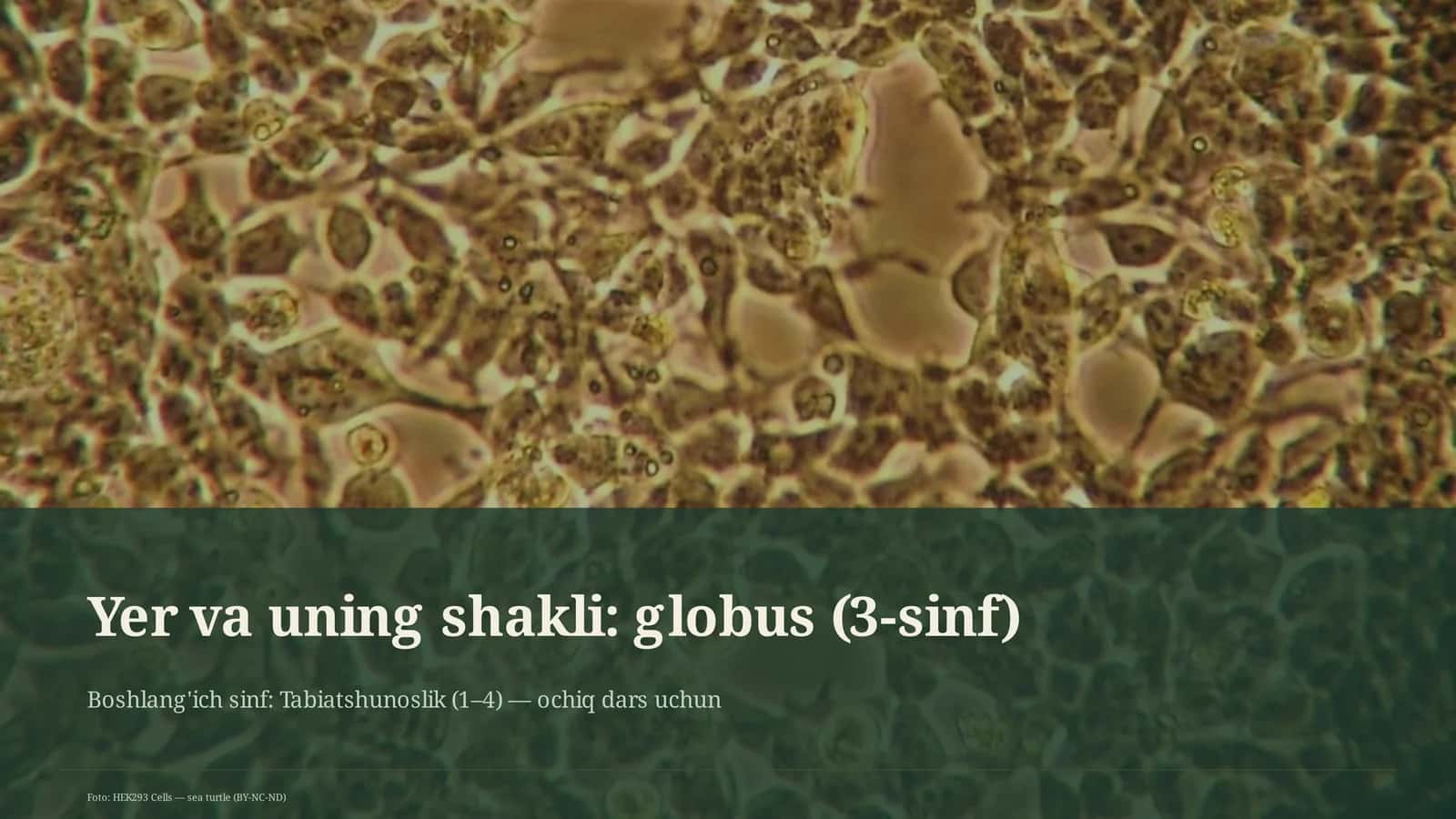 Yer va uning shakli: globus (3-sinf) 1