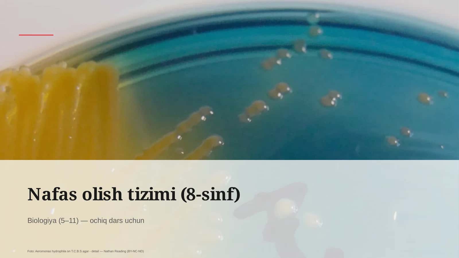 Nafas olish tizimi (8-sinf) 1