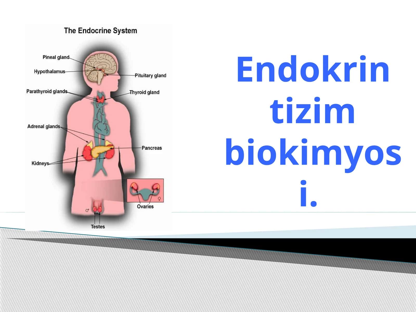 Endokrintizim biokimyosi 1