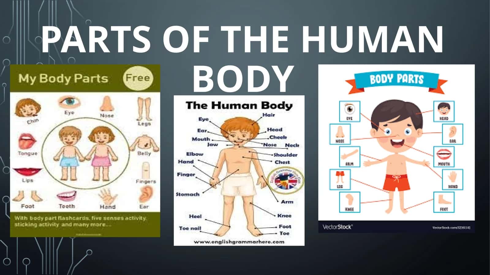 PARTS OF THE HUMAN BODY 1