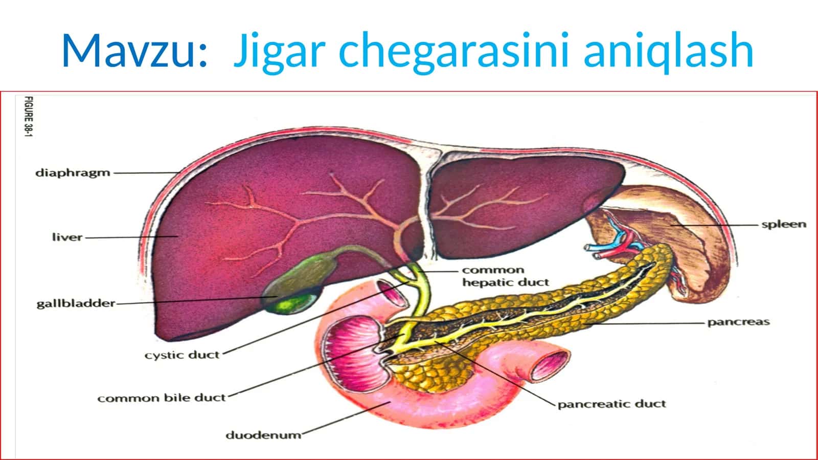 Jigarchegarasinianiqlash 1