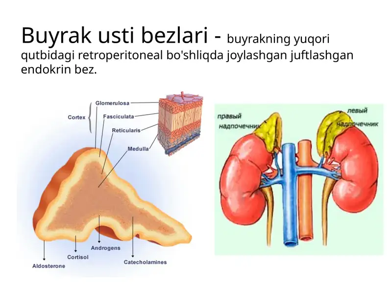 Buyrak usti bezlari 1
