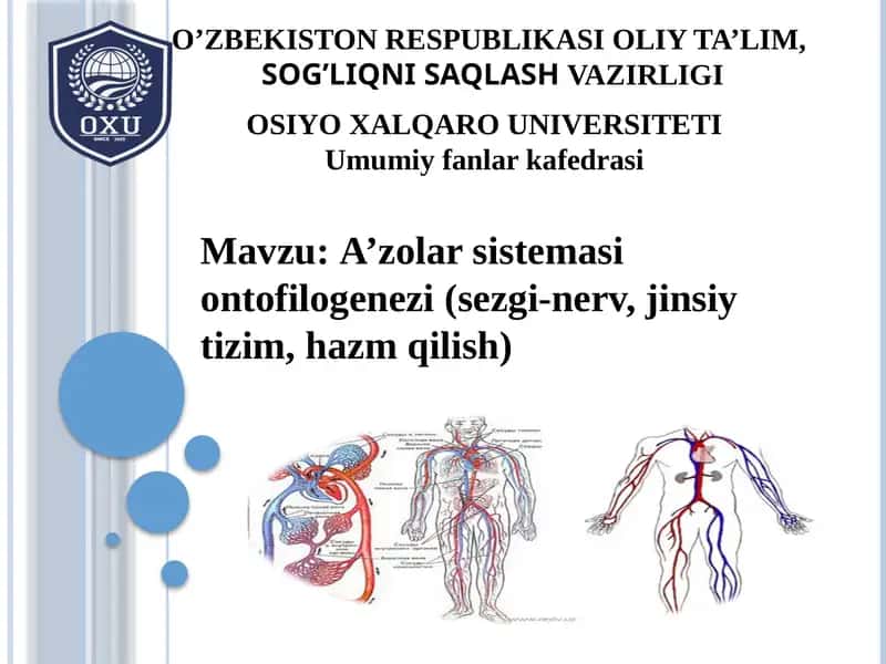 A’zolar sistemasi ontofilogenezi(sezgi-nerv,jinsiytizim, hazmqilish) 1