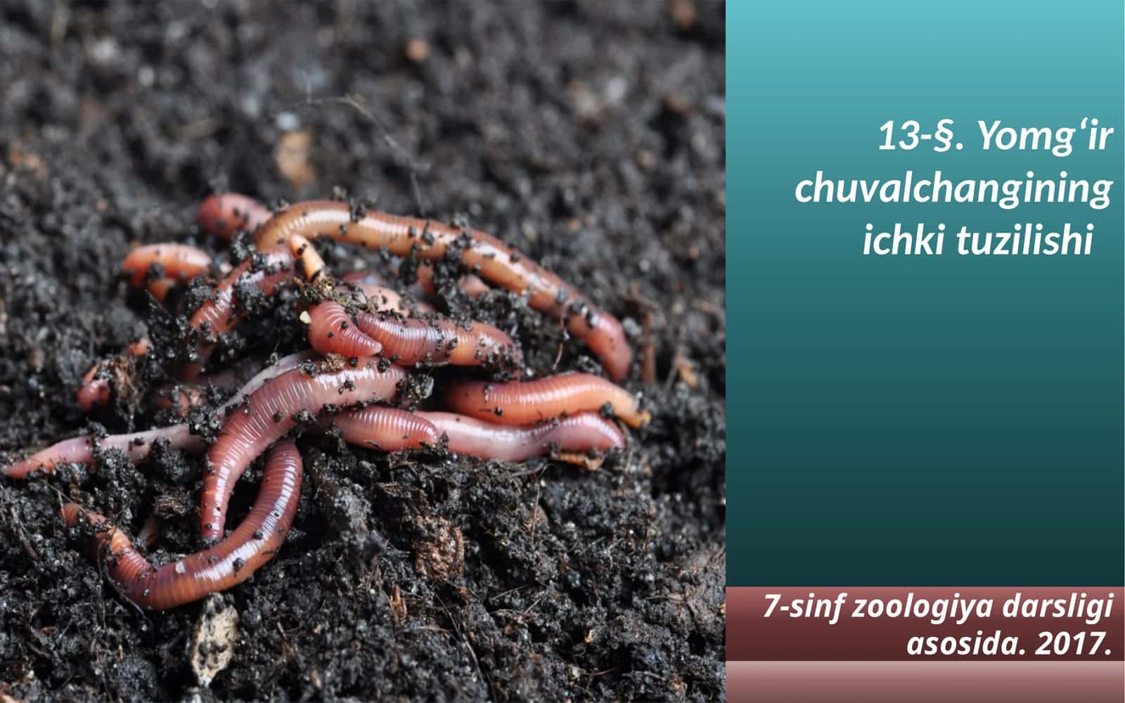 7-sinf Zoologiya fanidan Yomg'ir chuvalchangining ichki tuzilishi dars taqdimoti 1