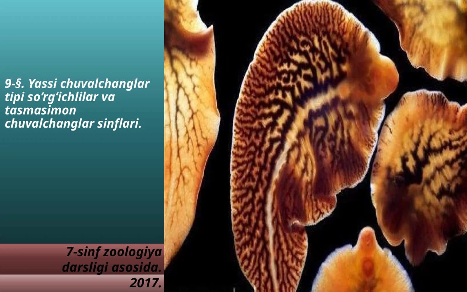 Yassi chuvalchang tipi soʻrgʻichli va tasmasimon chuvalchanglar sinfi 1