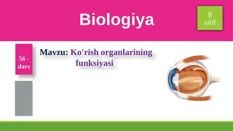 Ko'rish organlarining funksiyasi 1
