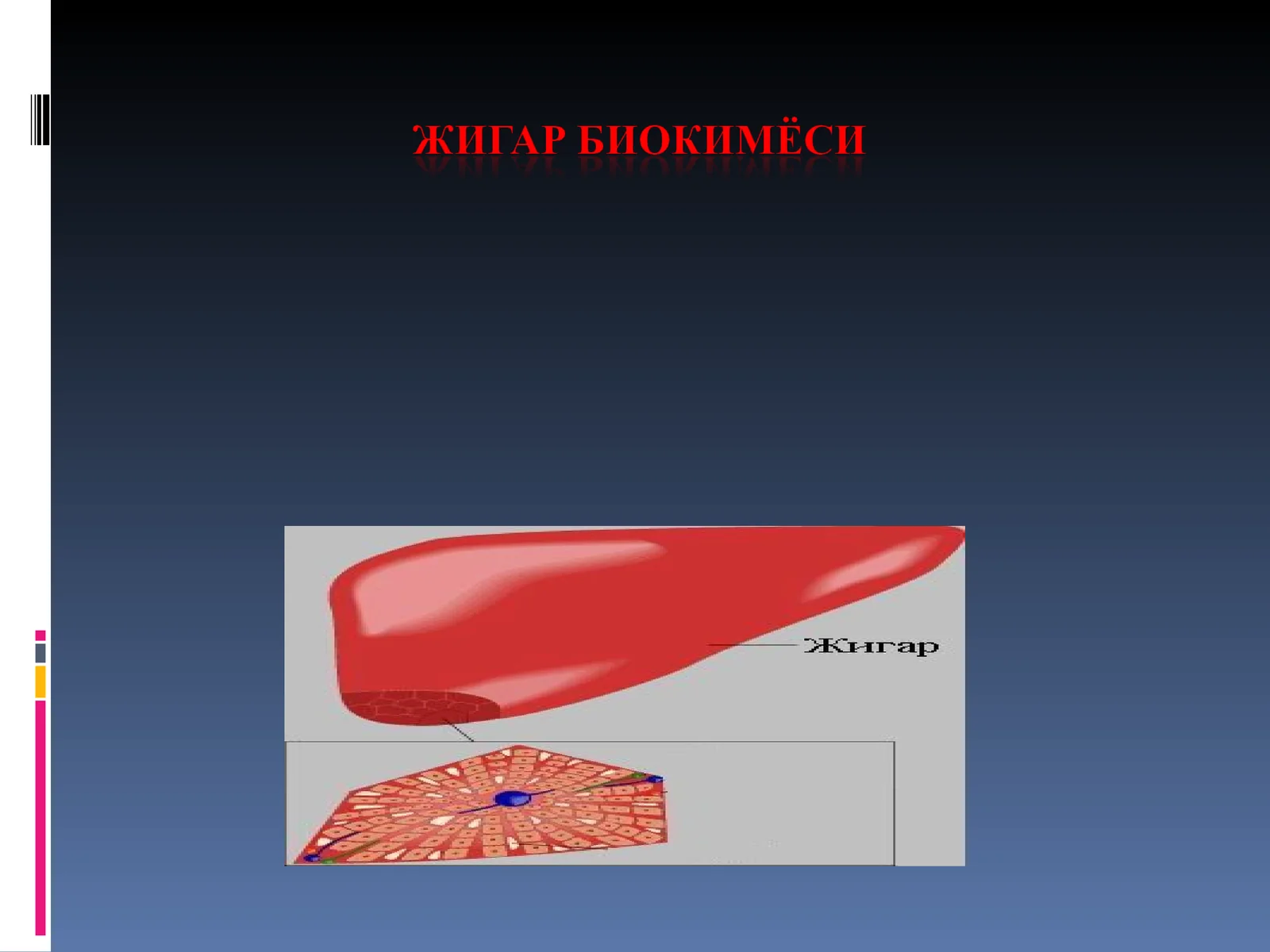 Жигар ахамияти 1