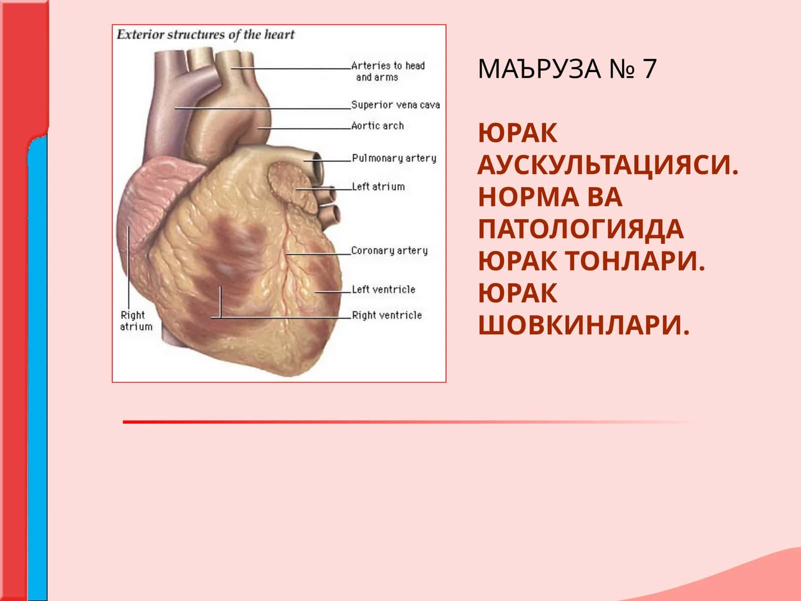 ЮРАК АУСКУЛЬТАЦИЯСИ.НОРМА ВА  ПАТОЛОГИЯДА ЮРАК ТОНЛАРИ. ЮРАК ШОВКИНЛАРИ 1