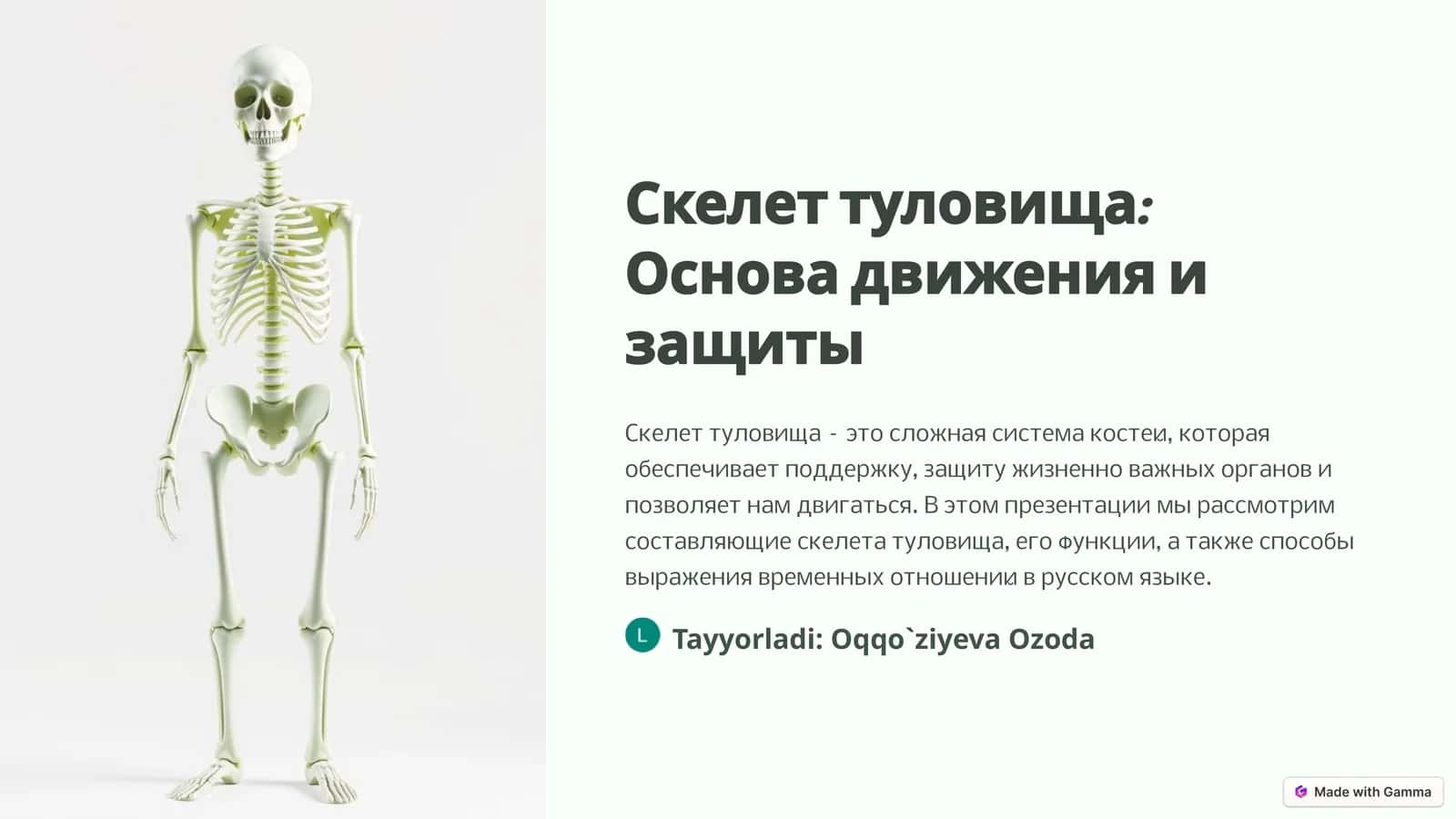 Скелет туловища: Основа движения и защиты 1