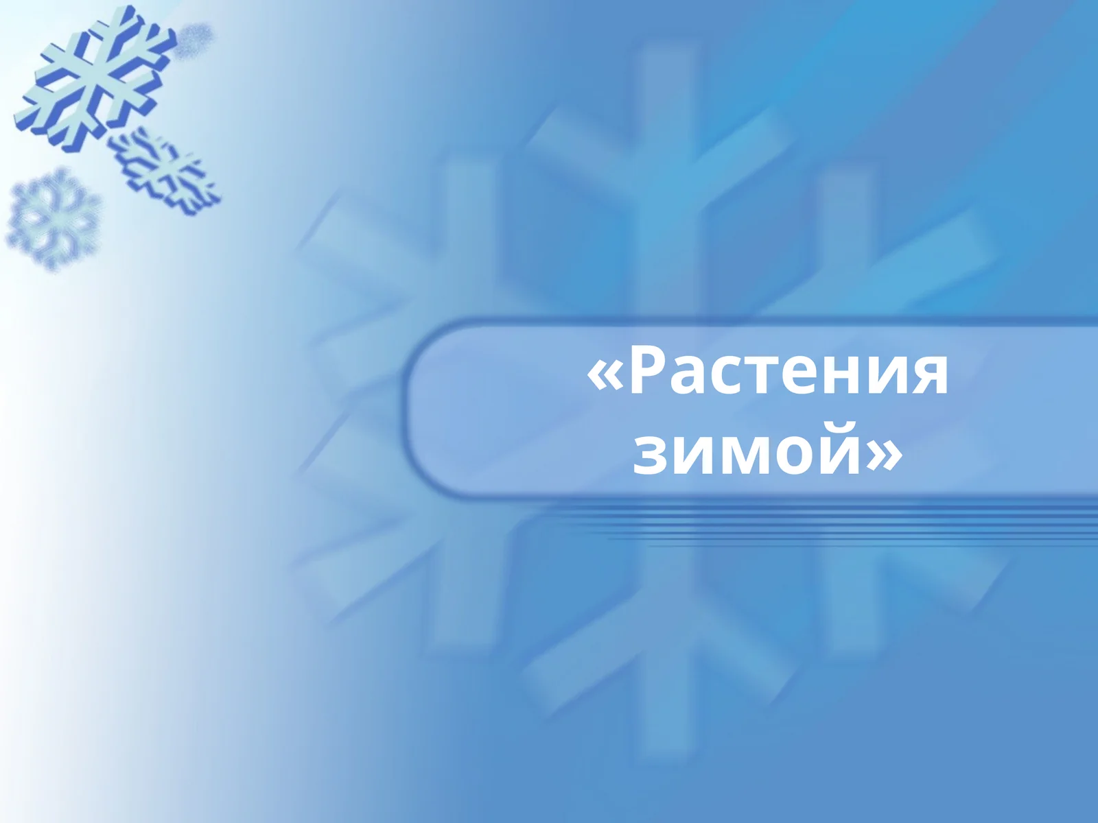 Растения зимой 1
