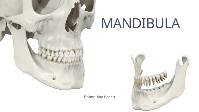 MANDIBULA 1