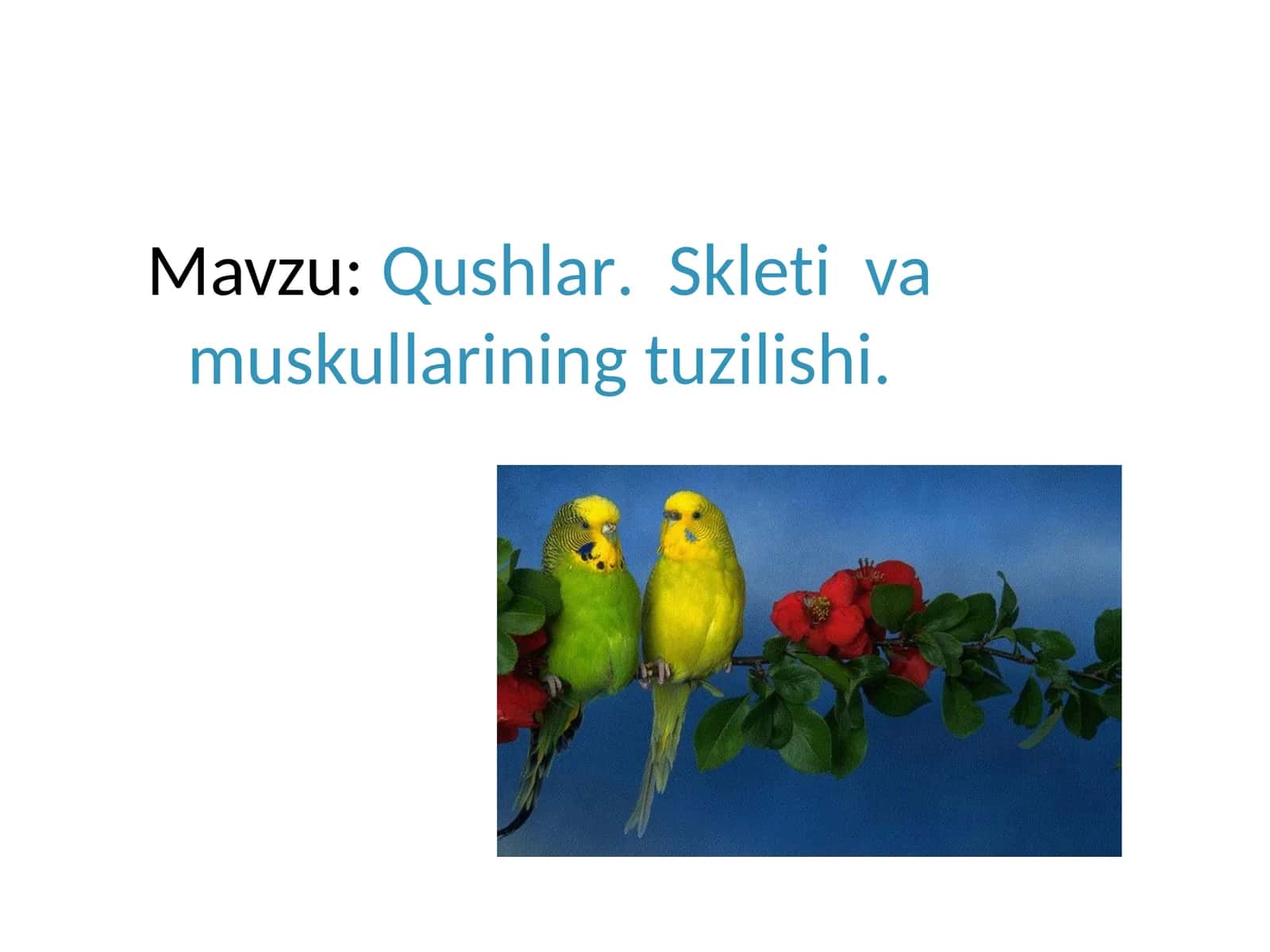 Qushlar.Skletiva muskullarining tuzilishi 1